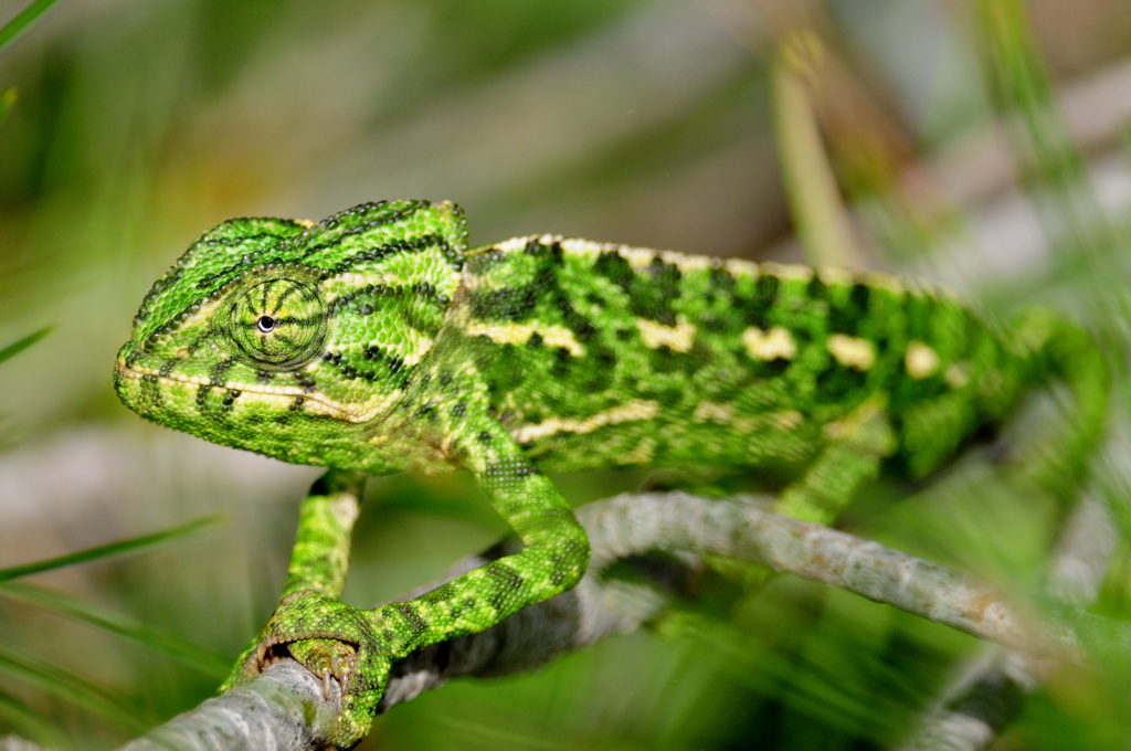 Mediterranean chameleon by Stuart Reeves