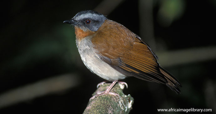 Red-throated alethe, Nyungwe, Rwanda, Ariadne Van Zandbergen, Africa Image Library
