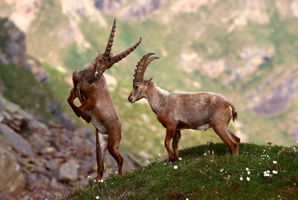 Alpine Ibexes Gran Paradiso Italy by Luca Casale Wikimedia Commons