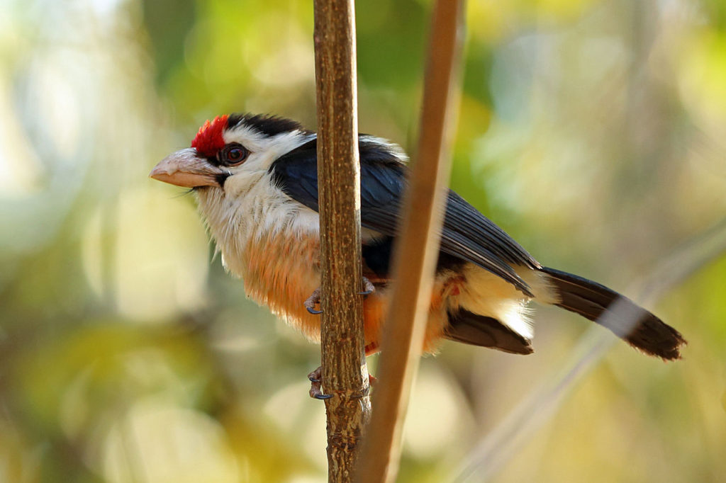 black-backed barbet, Gabon, Nigel Voaden, Wikimedia Commons