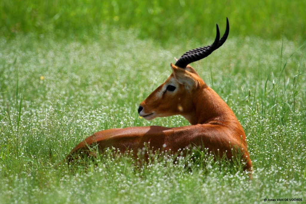 Cobe, Pendjari, Benin, J VAN DE VOORDE, African Parks