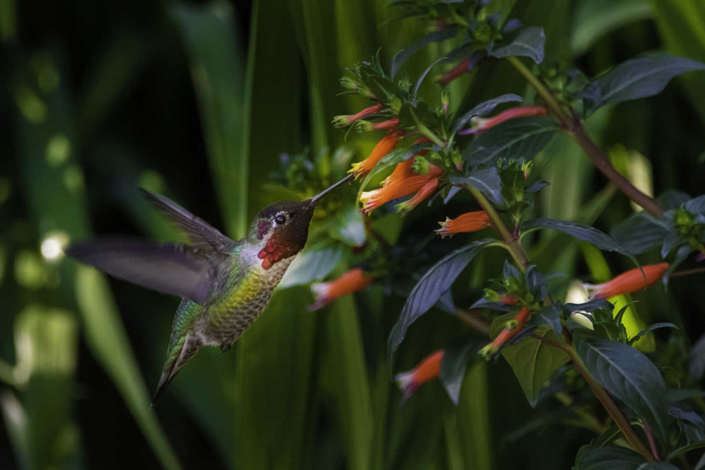 Hummingbird Costa Rica Exodus Travels, travel deals 2021