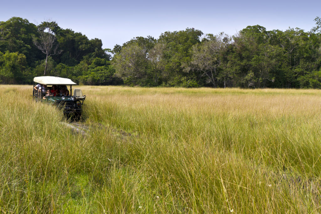 Pongara National Park by tropicalpixsingapore istock