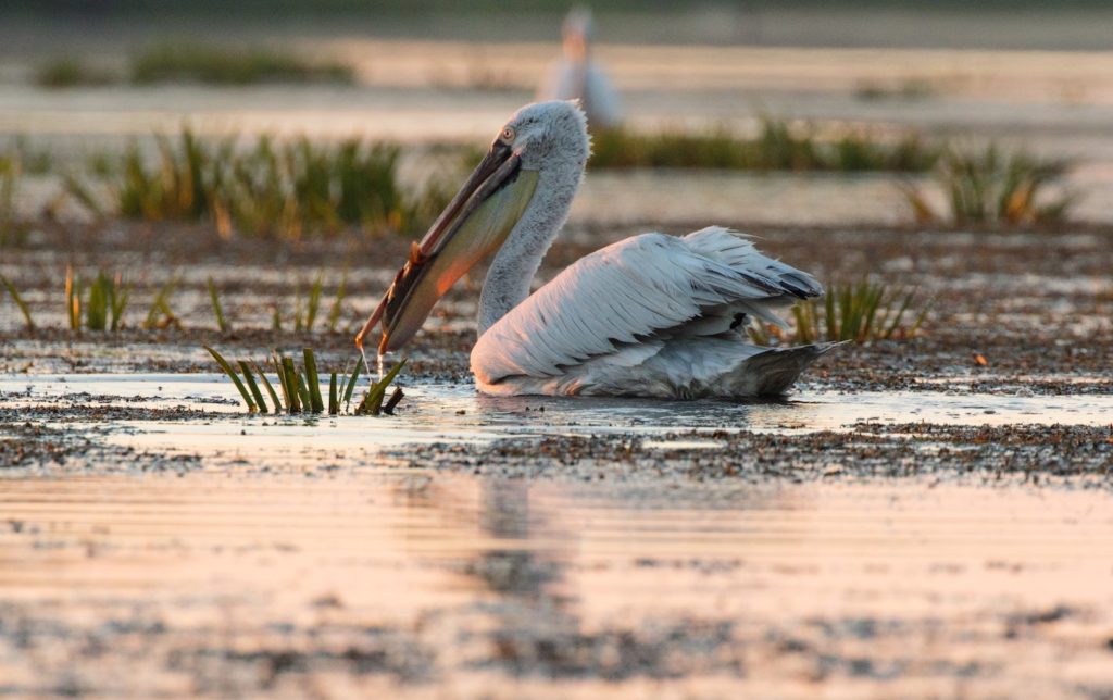 Pelican Danube Delta Romania by Zdeněk Macháček Unsplash