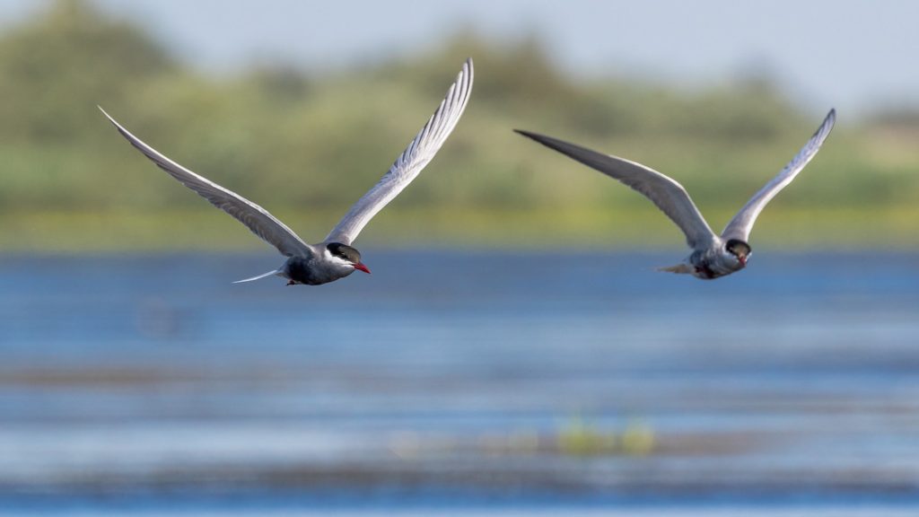 Birds Danube Delta Romania by Zdeněk Macháček, Unsplash