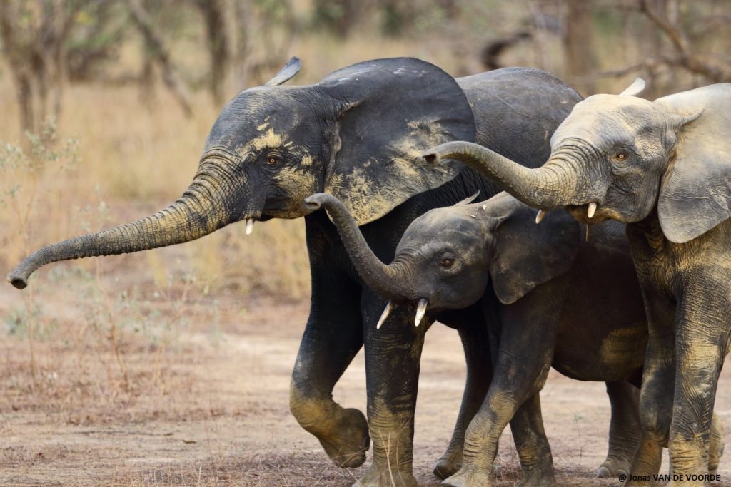 elephants, parc national du w, benin, j van de voorde, african parks