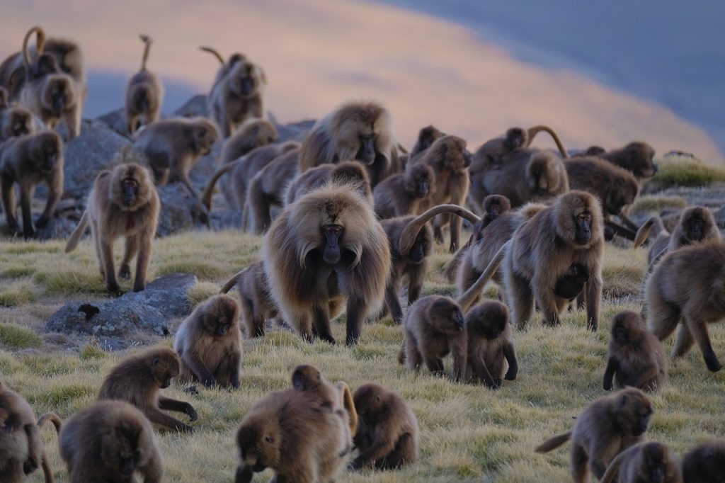 gelada monkey, simien mountains, ethiopia, evan williams, wikimedia