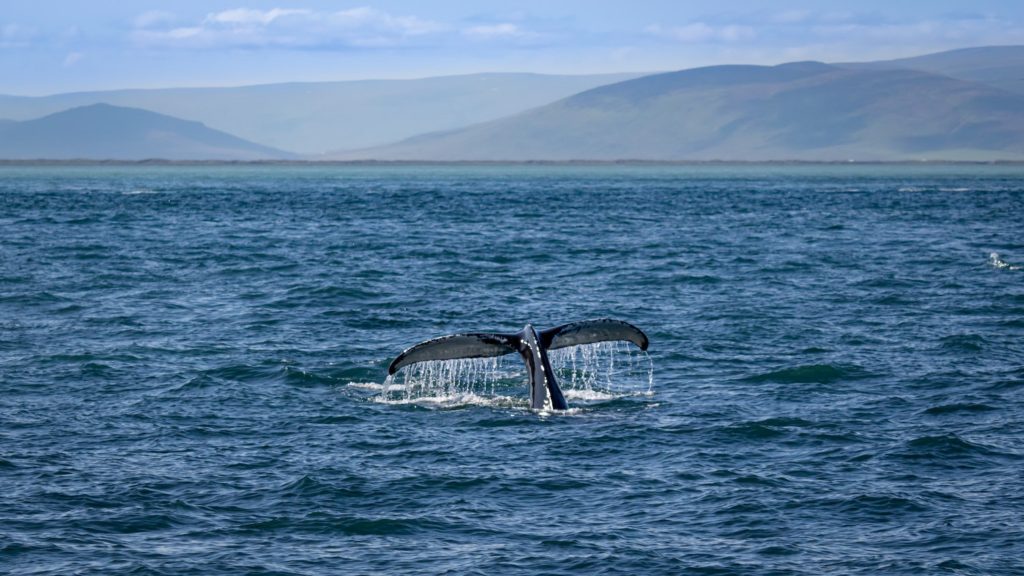 Húsavík Whale Iceland by Michael Behrens Unsplash