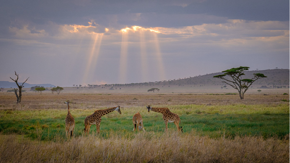 Three Weeks In Tanzania