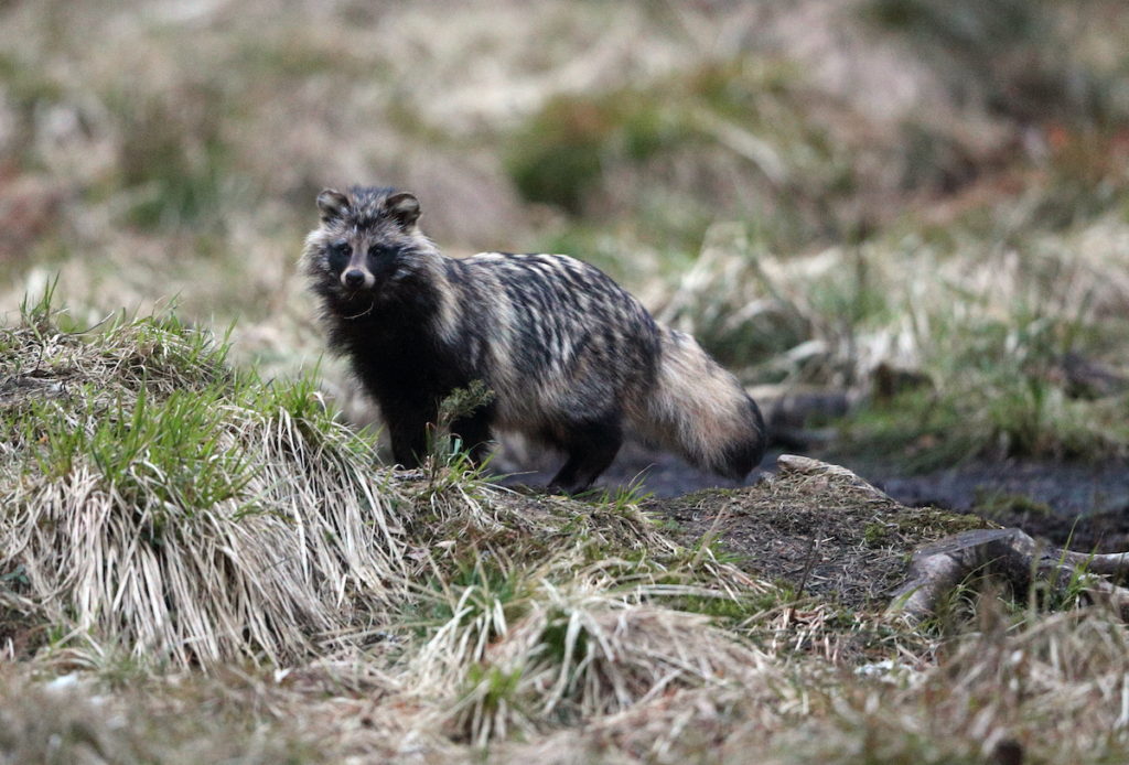 Racoon dog Estonia European wildlife breaks by James Lowen 