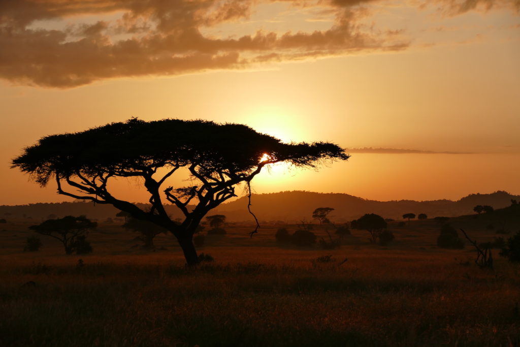 Serengeti Sunrise Safari Consultants
