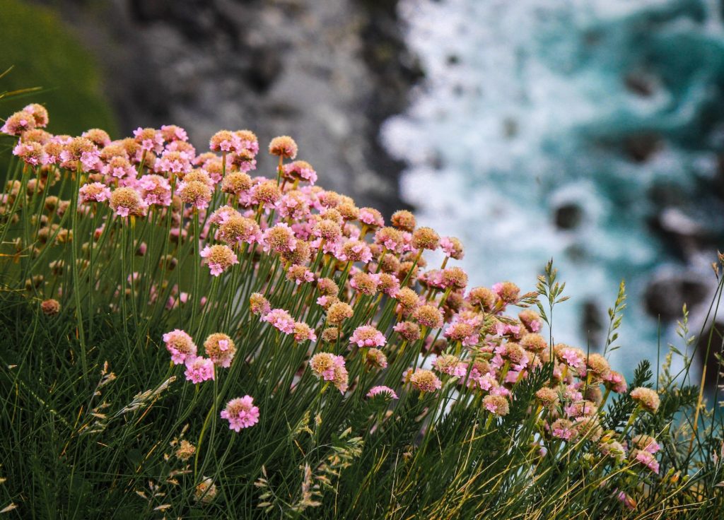 The Burren flowers Ireland European wildlife breaks by Connor Misset Unsplash