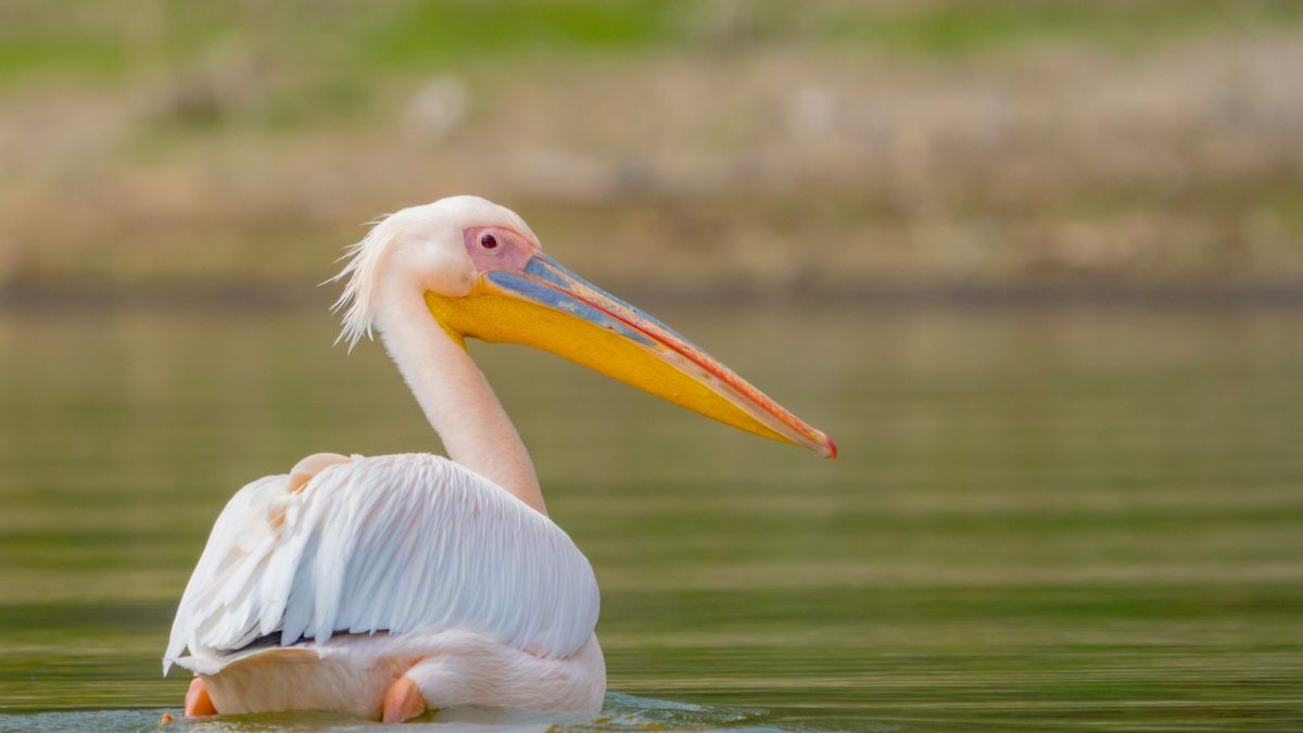 Burgas Wetlands Bulgaria