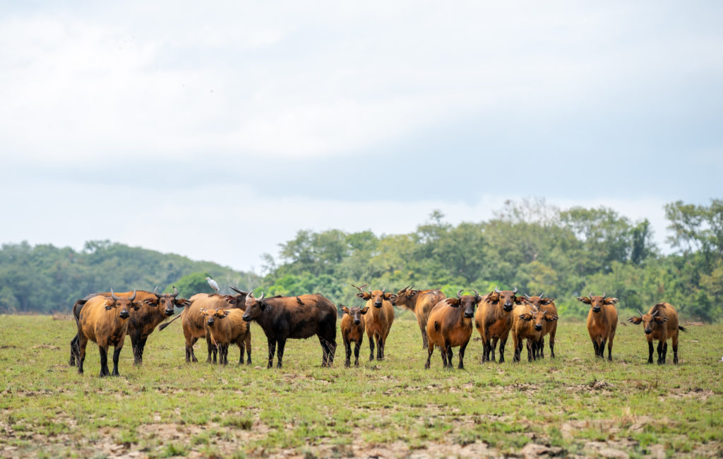 Buffalo, when to visit Gabon, mbrand85, Shutterstock