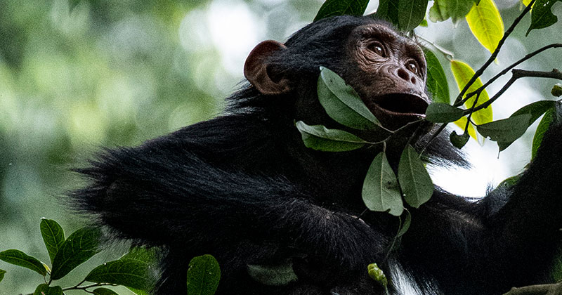 Chimp, Nyungwe, Rwanda, Wookiemedia, Wikimedia Commons