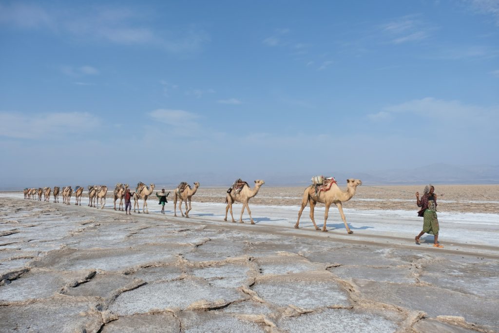 camels, danakil, travel in ethiopia, daniele levis pelusi, unsplash
