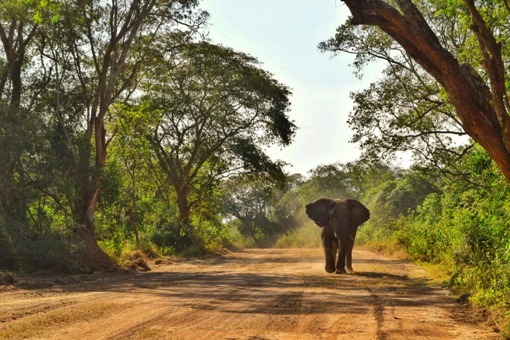 elephant, akagera, rwanda, Alex shema, wikimedia