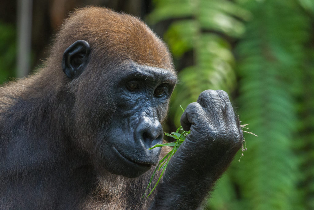 fernan vaz gorilla project, gabon, Gregoire Dubois, flickr