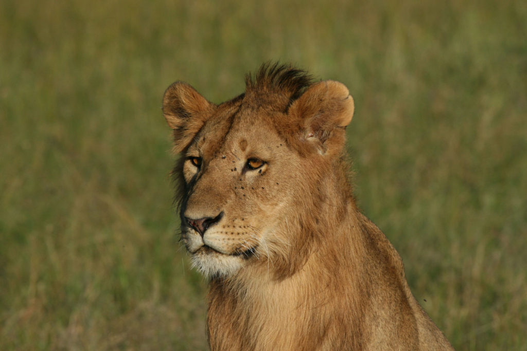 Lion Safari Consultants Travel deals best