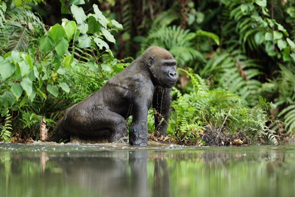 Western Lowland Gorilla by Michal Jirous Shutterstock