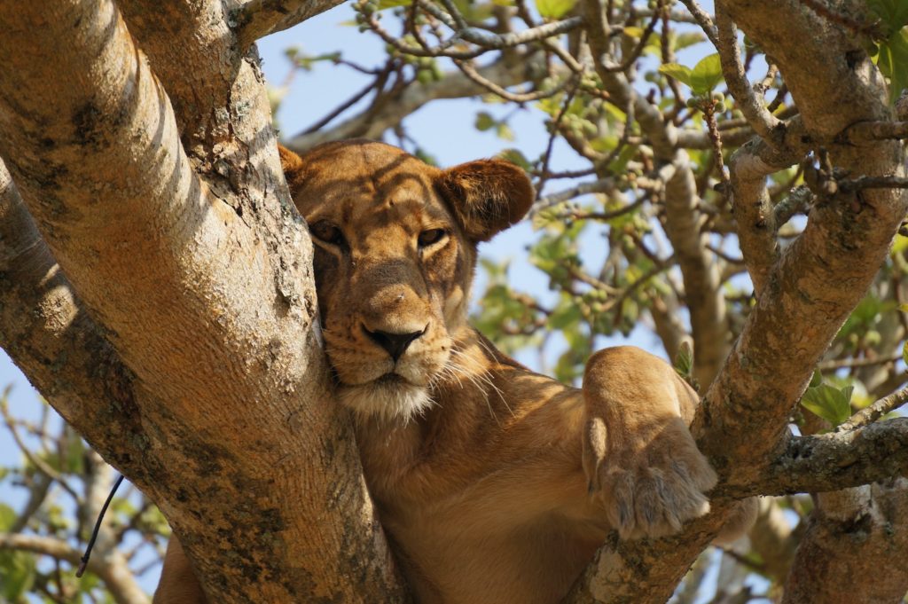 Tree Climbing Lion Ishasha Plains Queen Elizabeth National Park by Maarten van den Heuvel Unsplash