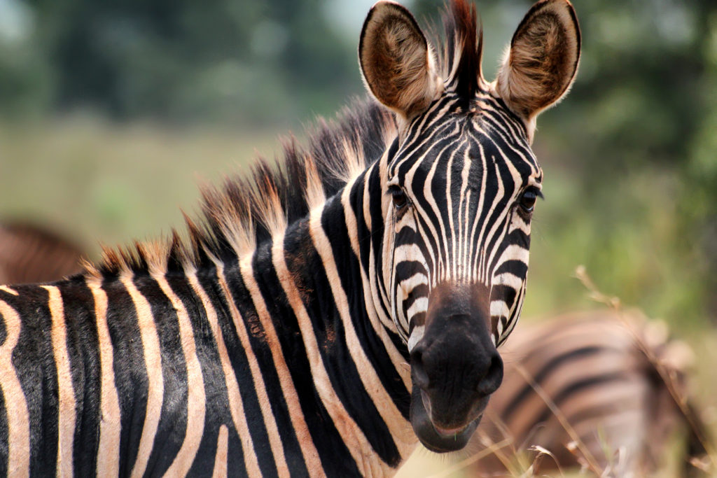 zebra, akagera, rwanda, Goran Bogicevic, shutterstock