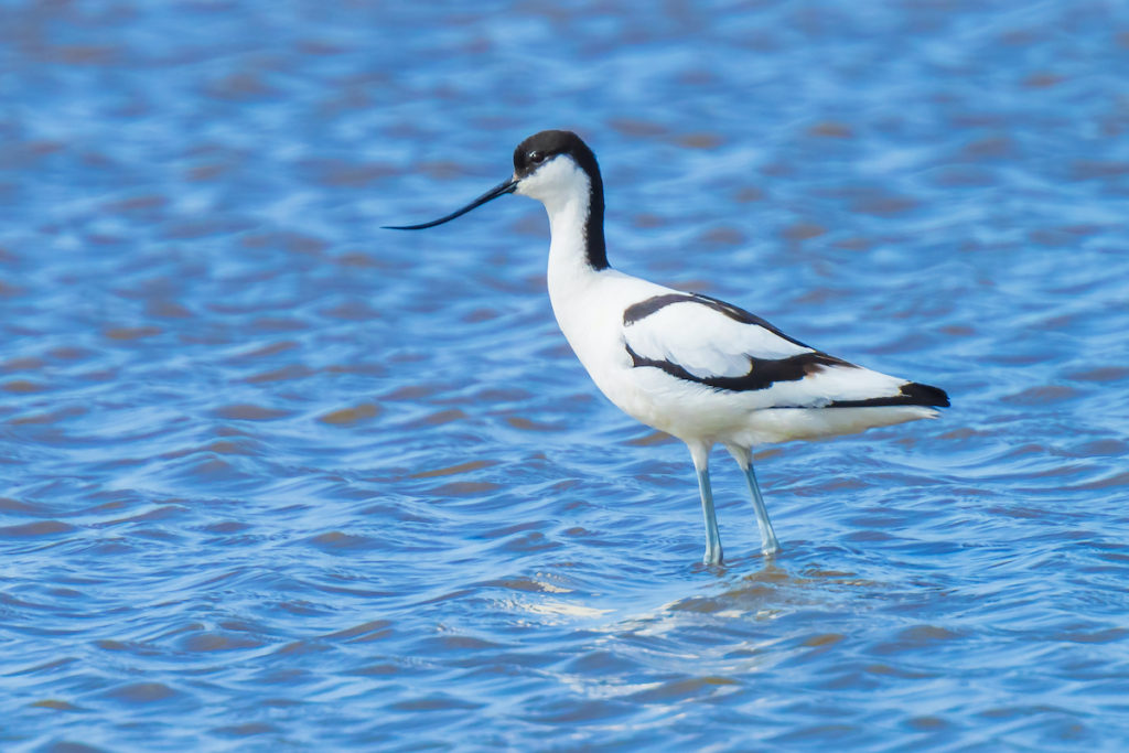 Avocet Migrant Bird Devon by SanderMeertinsPhotography Shutterstock