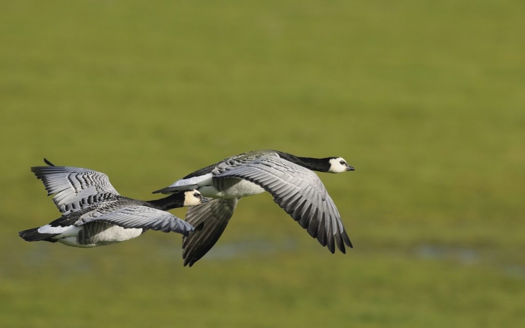 Barnacle Geese Birdwatching UK WWT Caerlaverock Dumfries and Galloway by Keith K Shutterstock