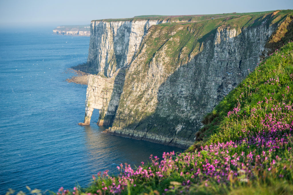 Bempton Cliffs Nature Reserve Yorkshire by Chee Hoong Loh, Shutterstock