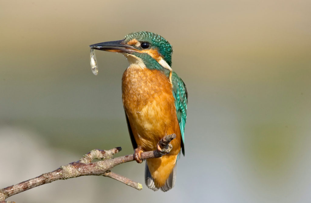 Common kingfisher Snettisham RSPB Reserve Norfolk by tony mills Suffolk