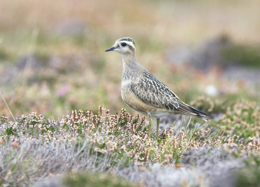 Eurasian dotterel Cornwall Birdwatching UK by tony mills, Shutterstock