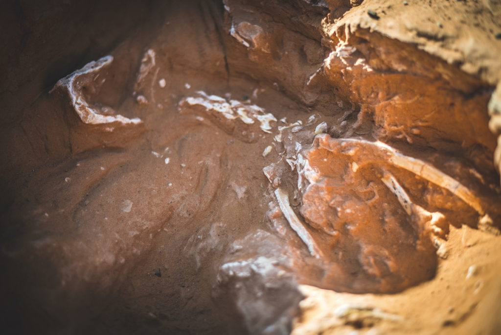 Excavation Flaming Cliffs Mongolia by tonyzhao120 Shutterstock