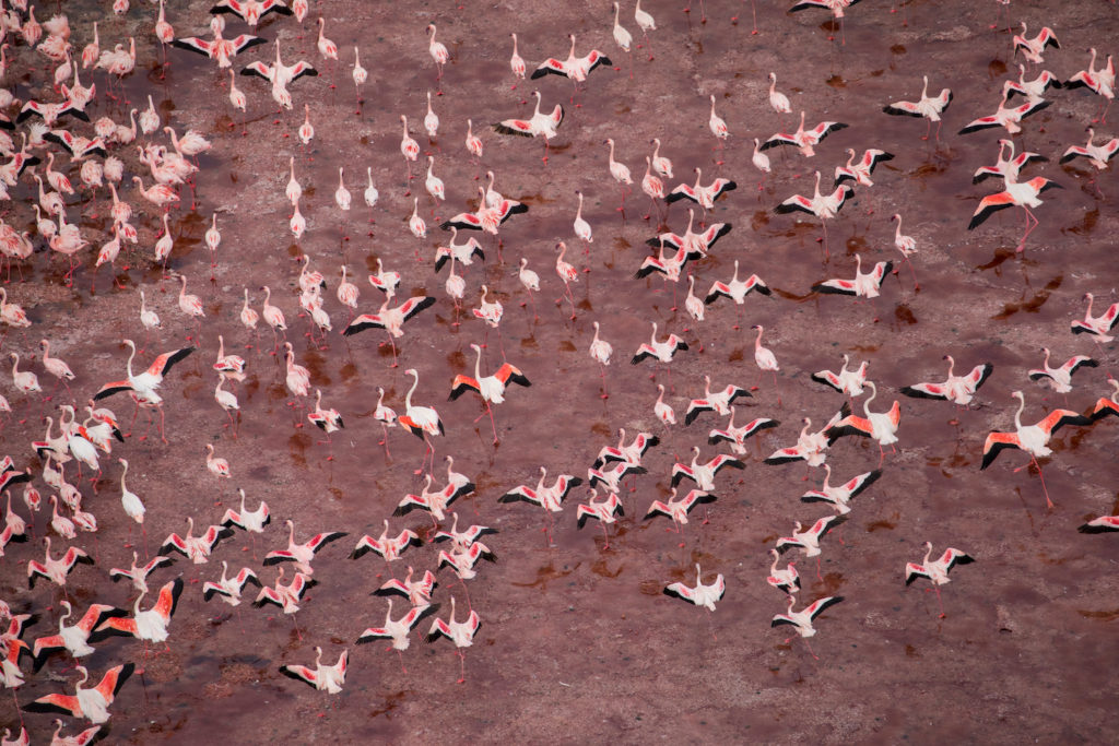Flamingos Lake Natron Tanzania by Danita Delimont Shutterstock