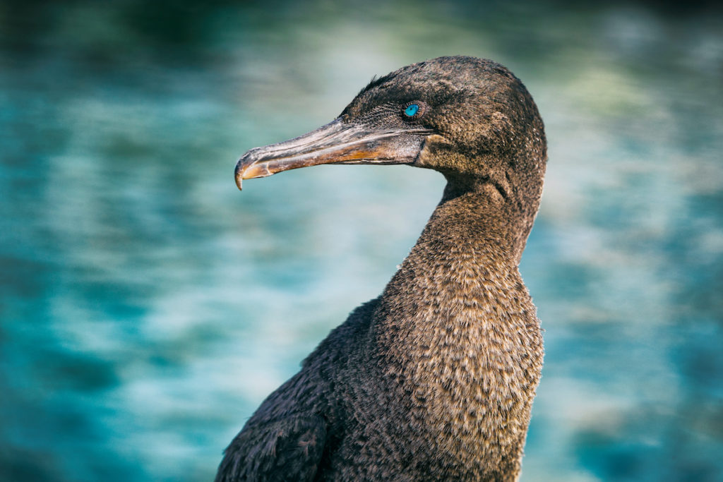 The Flightless Cormorant is an important part of wildlife on the Galápagos Islands