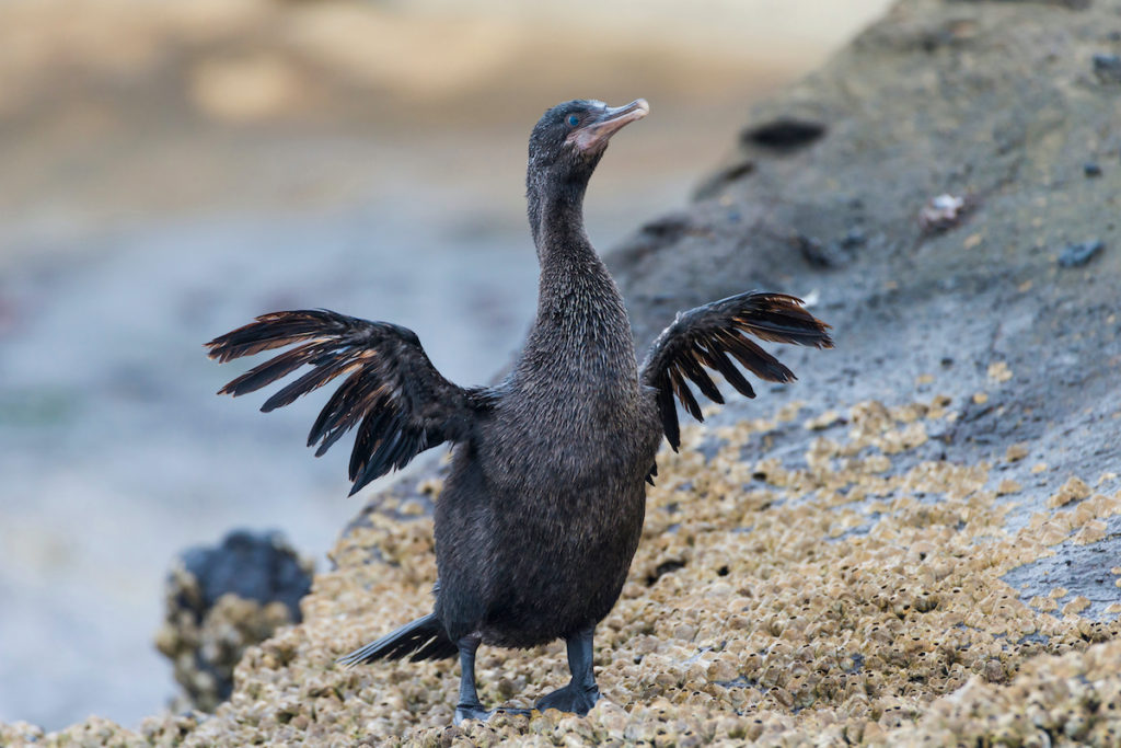 Flightless Cormorant sits on a rock on the Galápagos Islands 