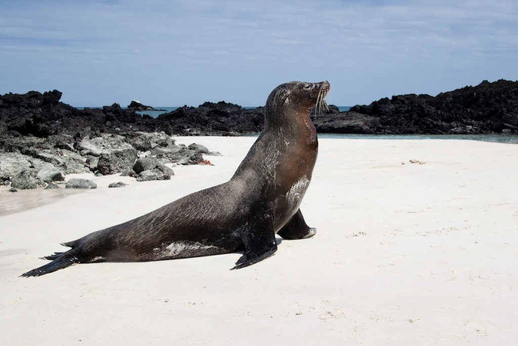 Galapagos Fur Seal relaxes on a beach on the Galápagos Islands 