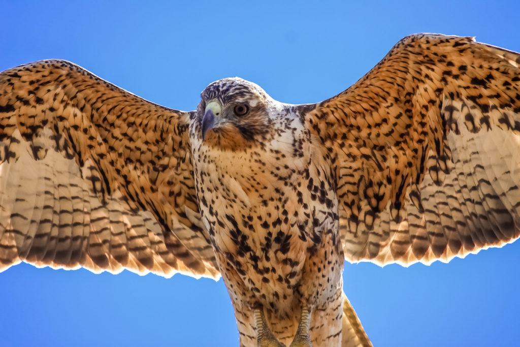 Galápagos Hawk in flight 