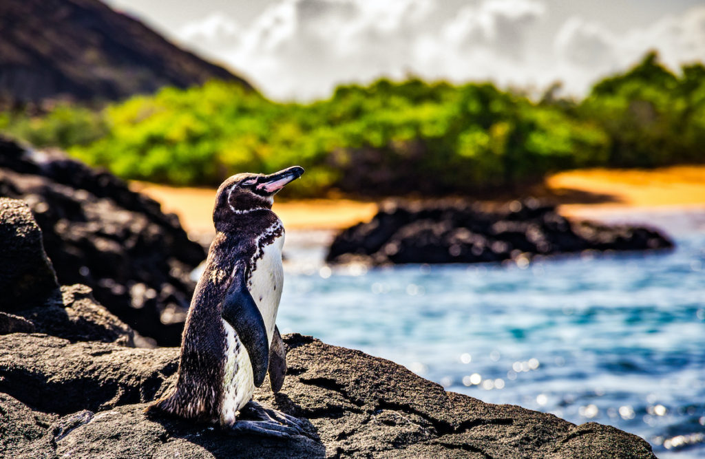 Galápagos Penguin sits on a rock on the islands 