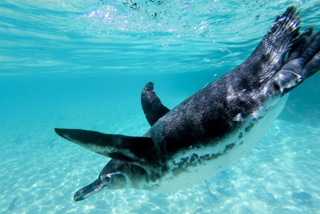 Galapagos Penguin Underwater Galapagos Islands by Watch The World Shutterstock