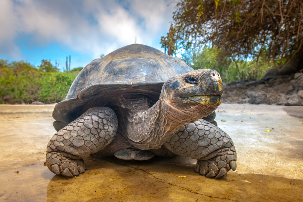 Giant tortoise are among the many animals found on the Galápagos Islands