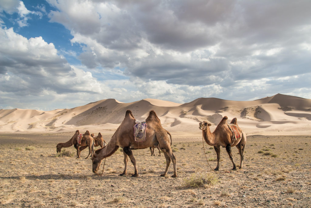 Bactrian Camels Gobi Gurvansaikhan National Park Mongolia by Jakub Czajkowski Shutterstock