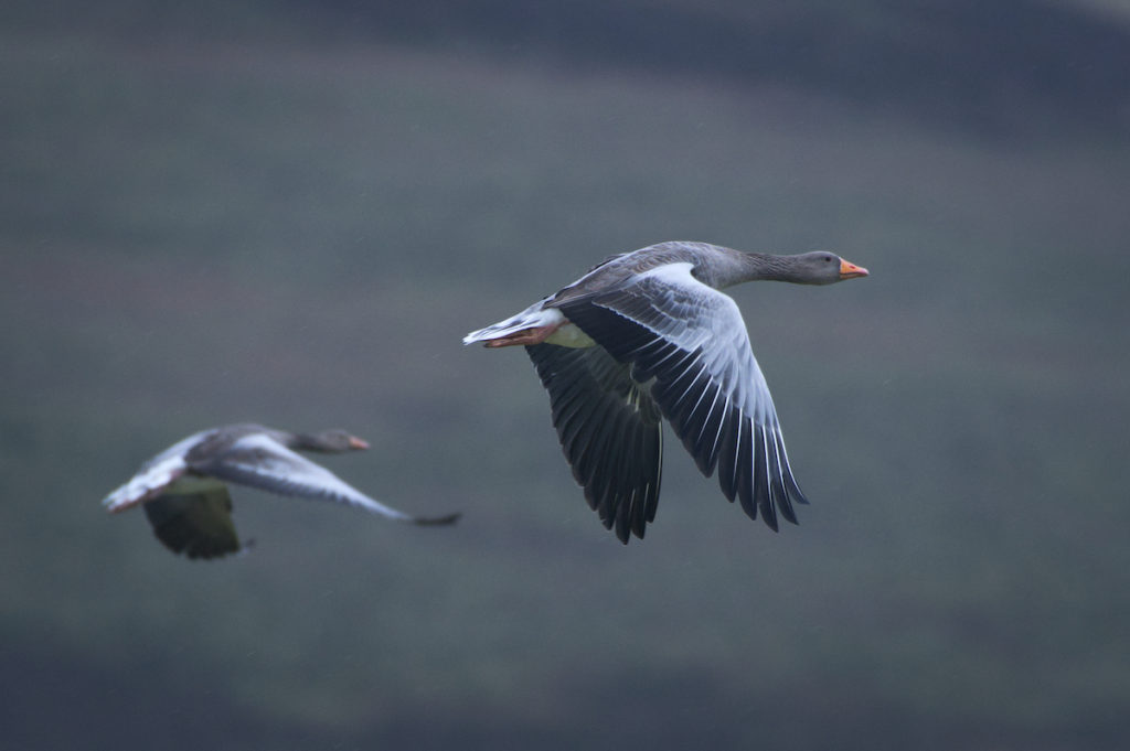 Greylag Goose Orkney Scotland by Petr Jelinek Shutterstock