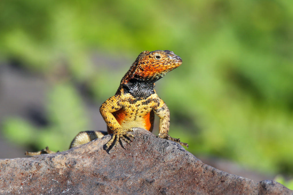 Lava Lizard found lounging on Espanola Island