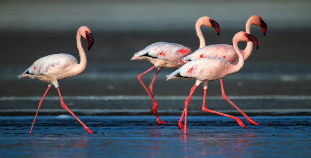 Flamingos Close Up Lake Natron Tanzania by Srgey Uryadnikov, Shutterstock