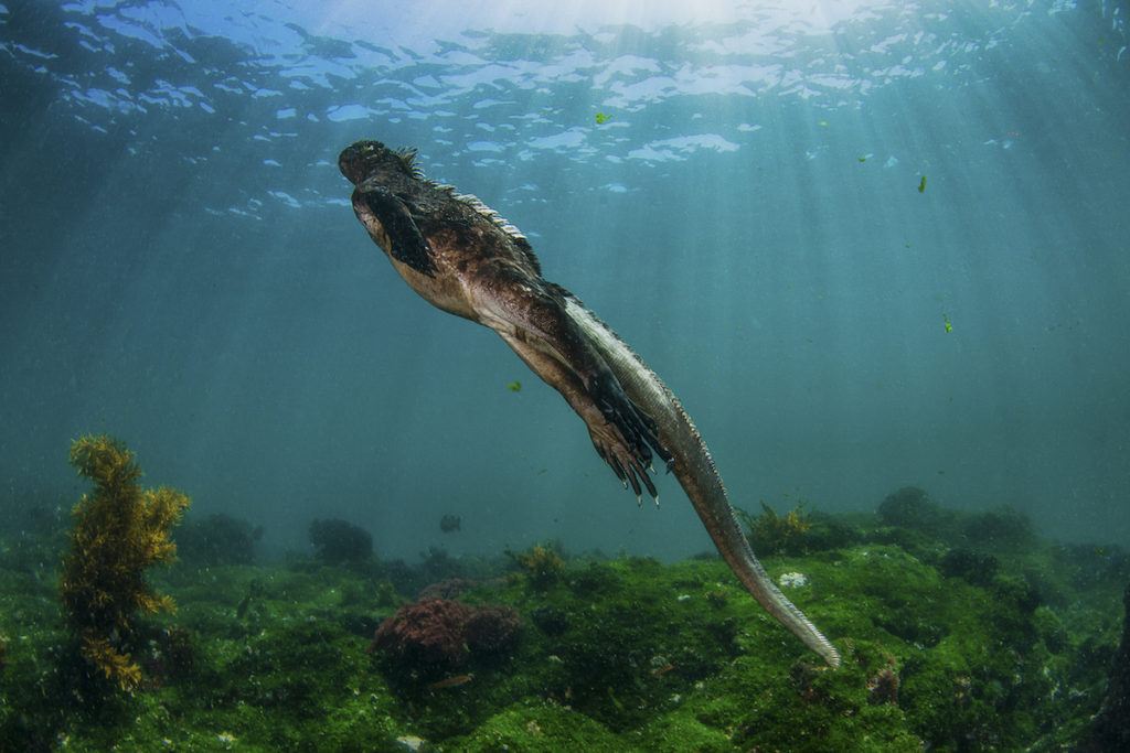 Marine iguanas underwater in the Galápagos islands 