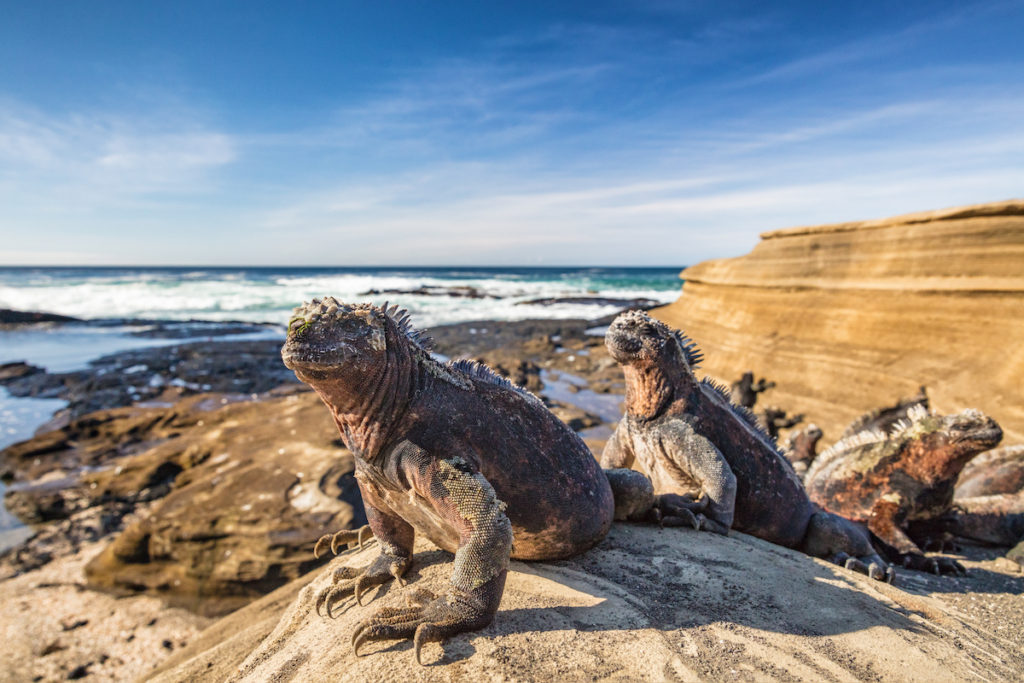 Marine iguanas bathing in the sun in the Galápagos Islands 