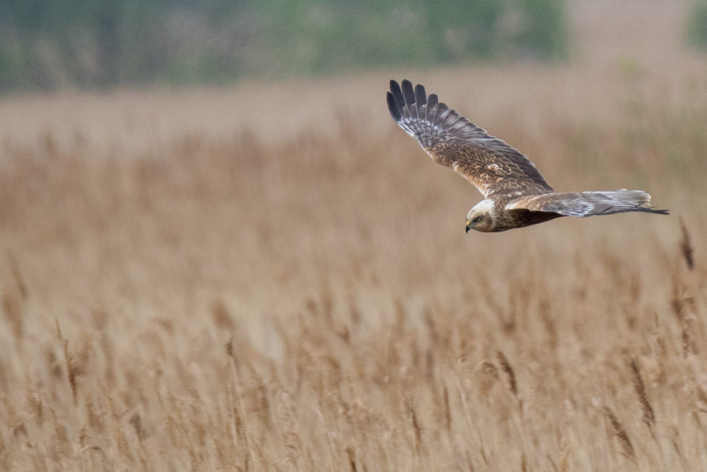 Marsh harrier RSPB Minsmere Suffolk Birdwatching UK by Chris Barber71 Shutterstock