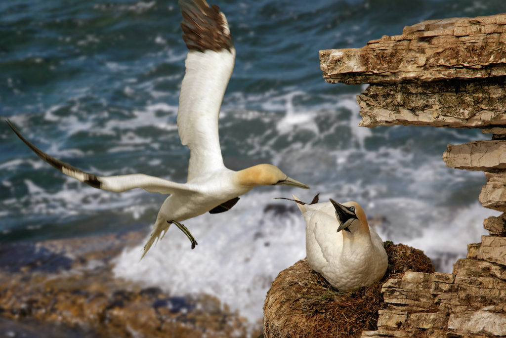 Northern Gannet Bempton Cliffs Yorkshire by Tony Brindley Shutterstock