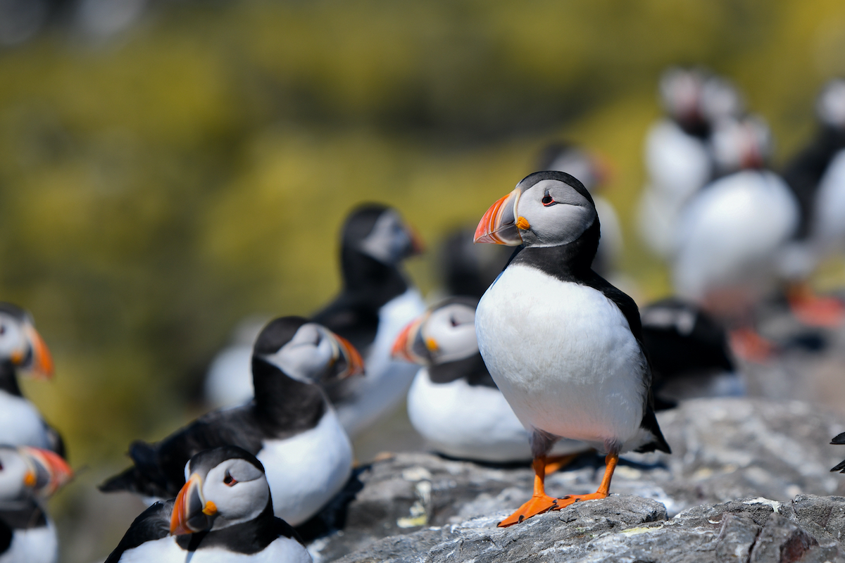 Puffins Farne Islands Northumberland Birdwatching Uk by Florian Sessler Shutterstock