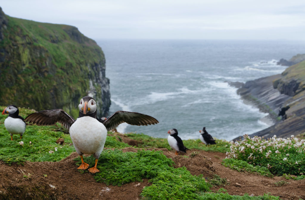 Puffins Skomer Island Pembrokeshire Wales Birdwatching UK by Michael Thaler Shutterstock